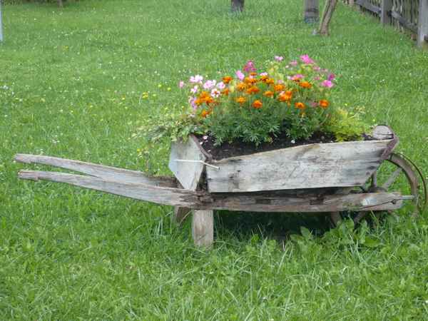 Blätter & Blumen