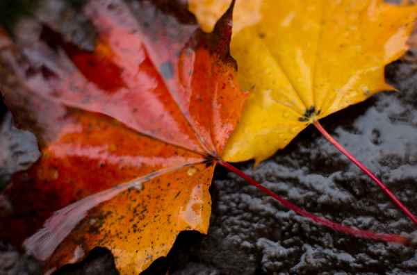 Herbst gold-rot-schwarz