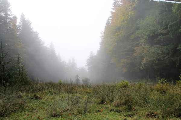 Ein Tag im Nebel 01