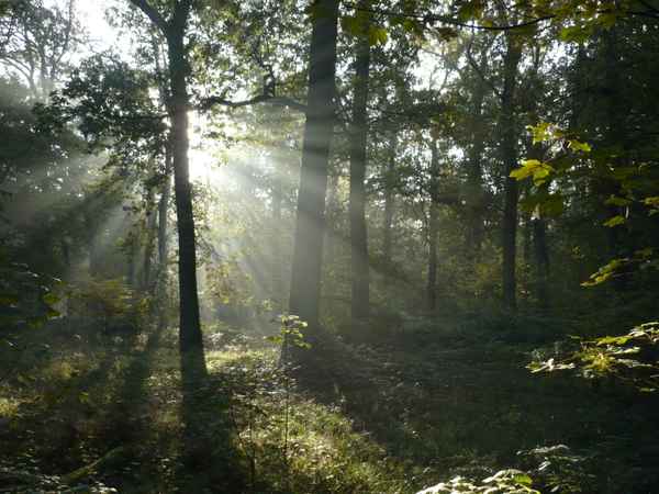 Frieden im Wald