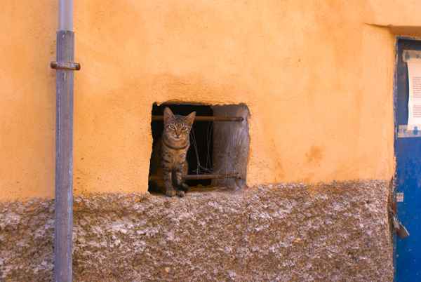 Kätzchen in alter Finca