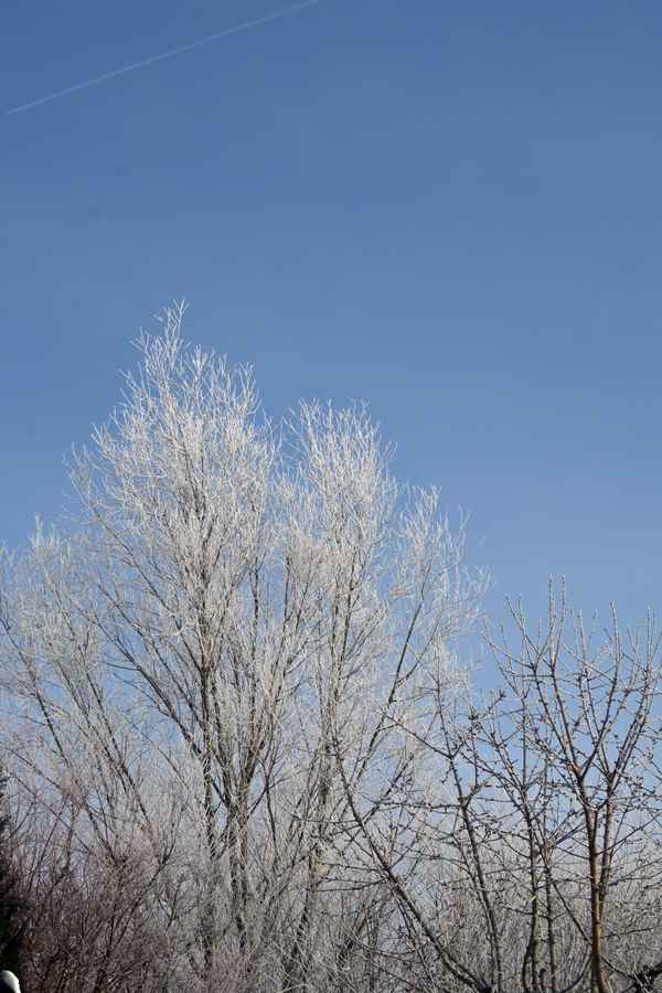 Reif an den B&auml;umen nach kalter Nacht