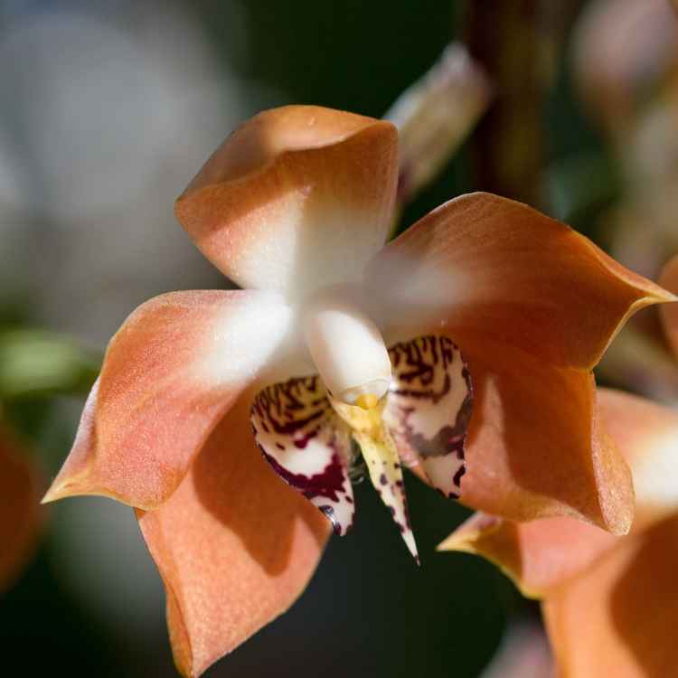 Orchideen