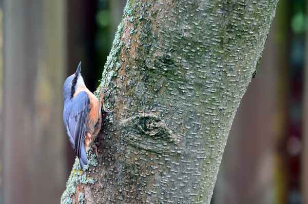 Kleiber am Klettern...