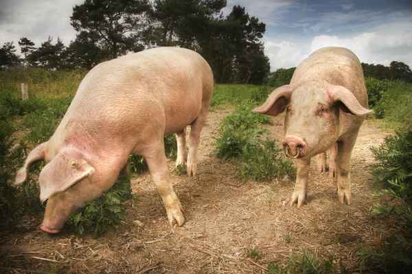 Schweine.