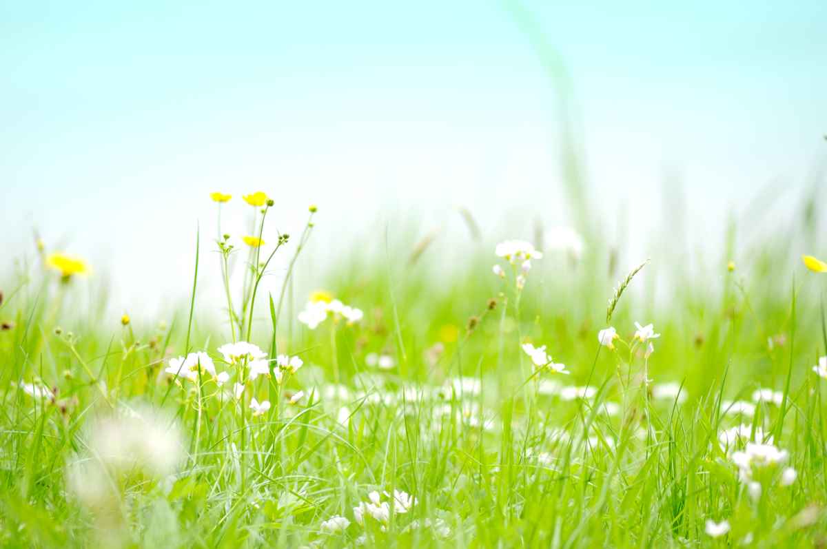 Sommer Wiese