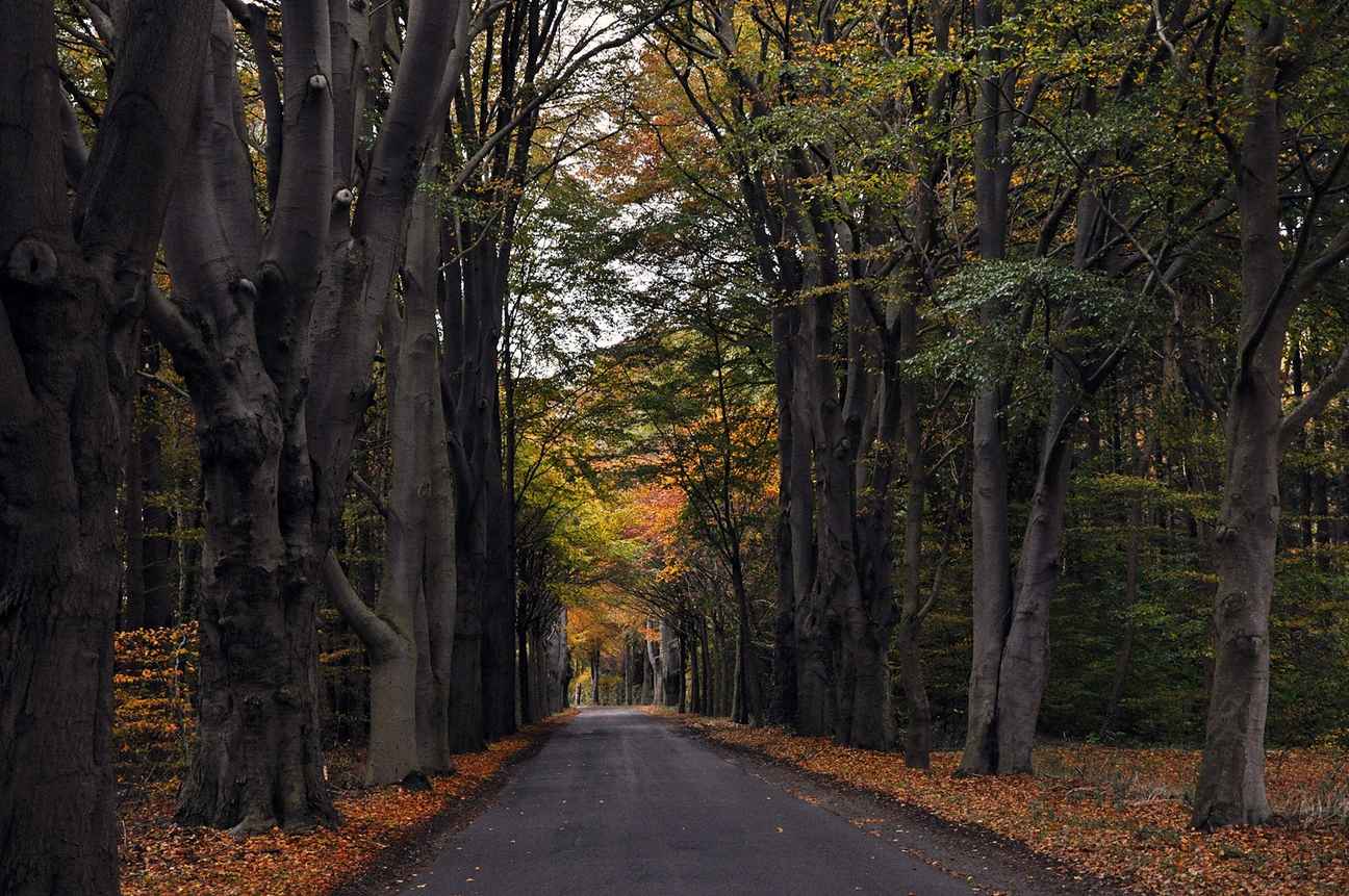  Buchenallee