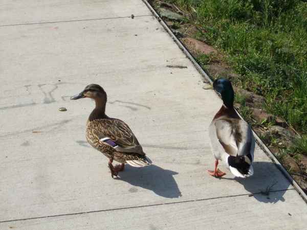 enten 8