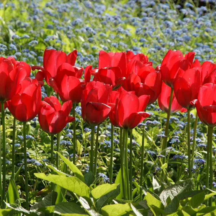 Rote Tulpen im Gegenlicht