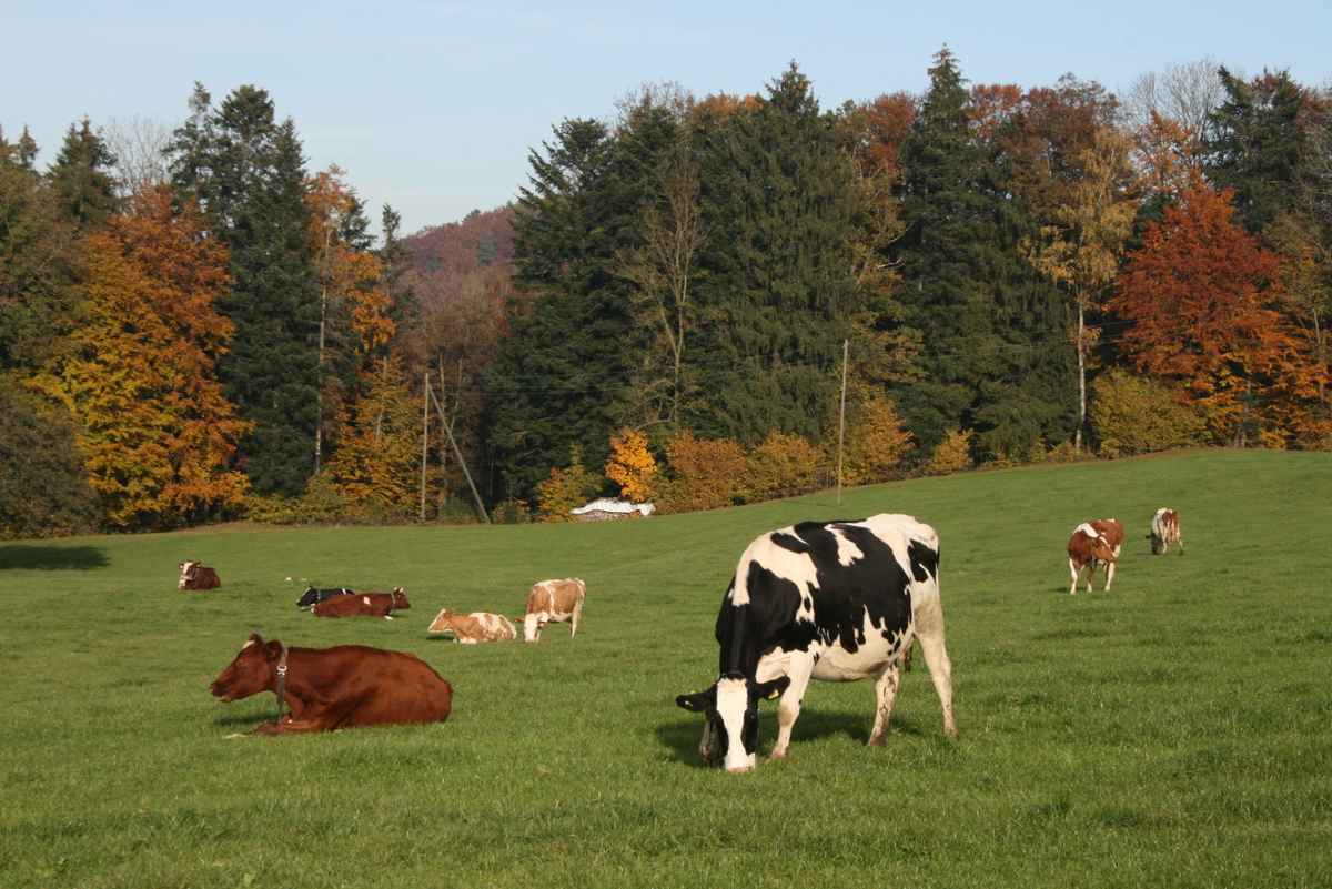 Herbstwanderung an der Sitter