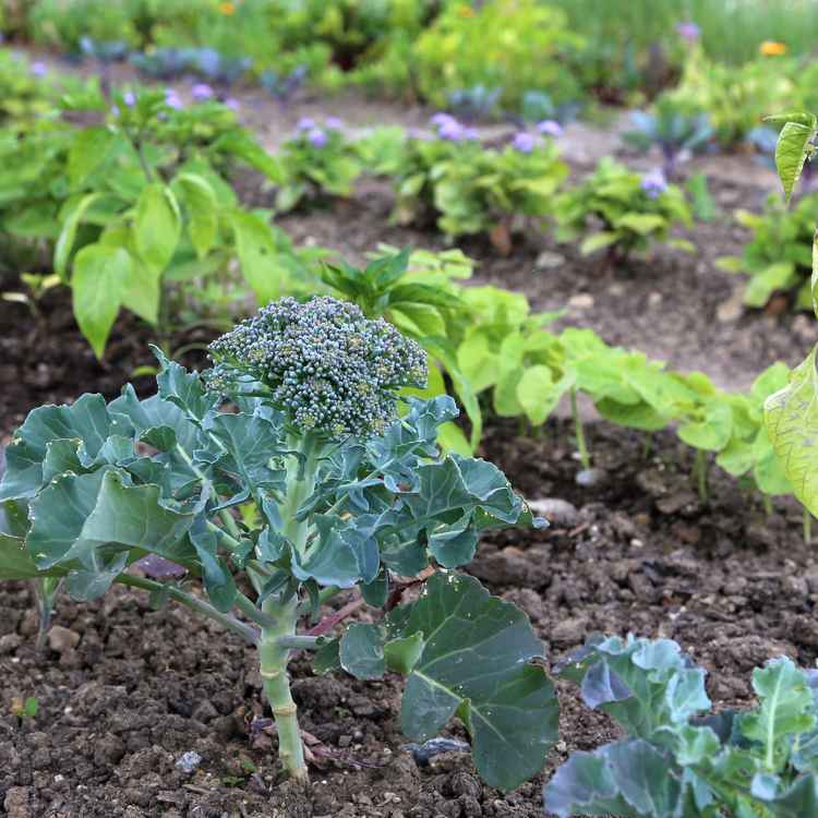 Broccoli im Garten