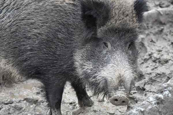 Wildschwein