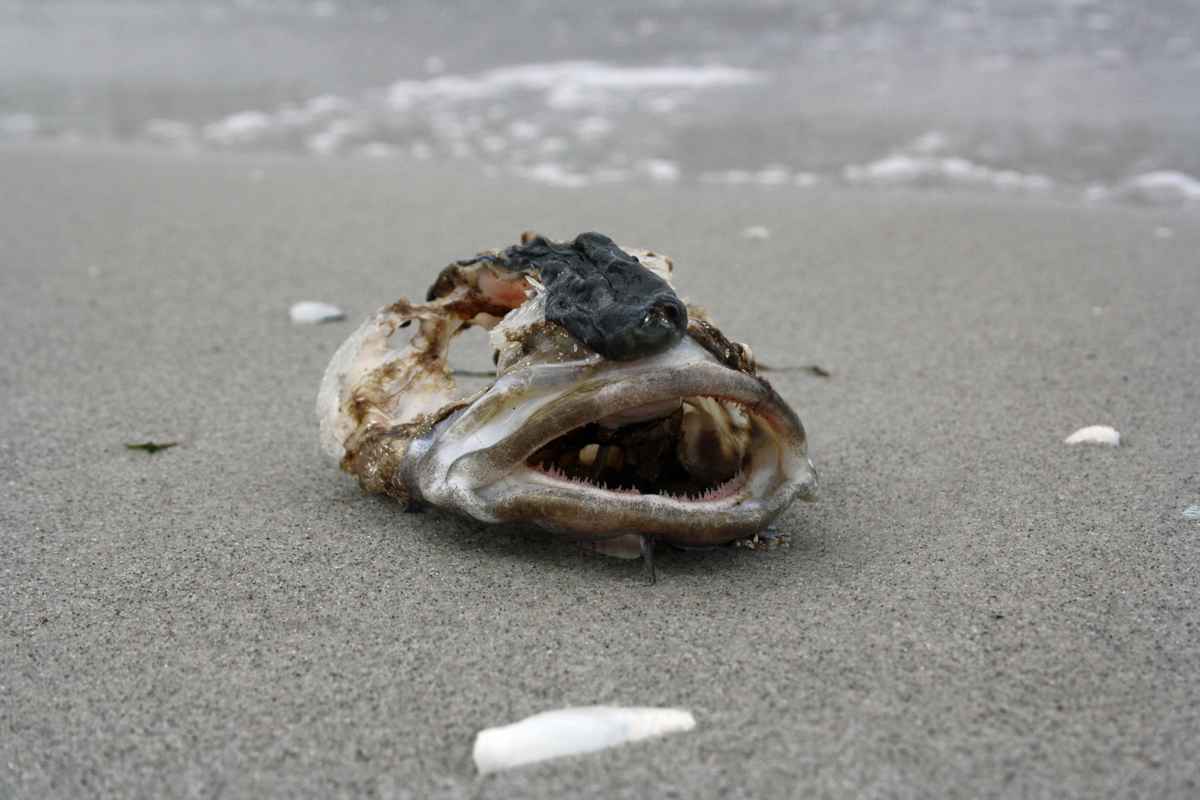 Strandgut