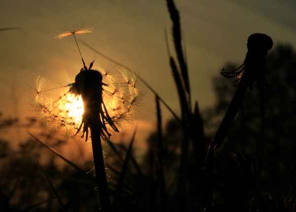 im sonnenuntergang