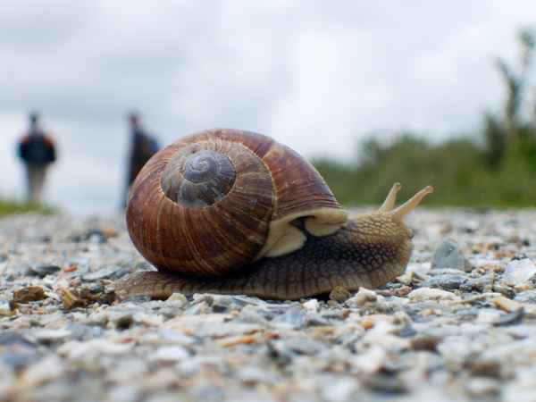 niederländische schnecke