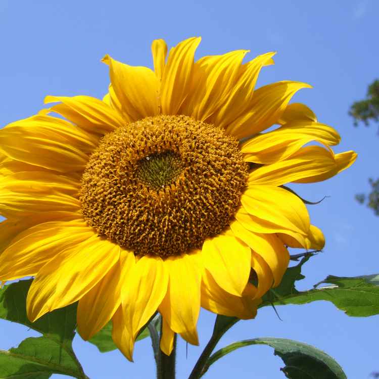 Sonnenblume