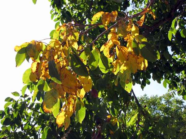 Nußbaum in der Abendsonne