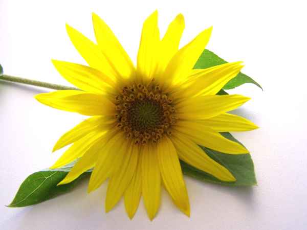 Kleine Sonnenblume 2