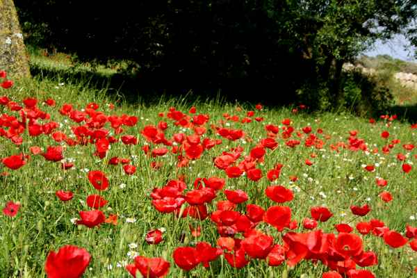 Wiese mit vielen vielen Mohnblumen