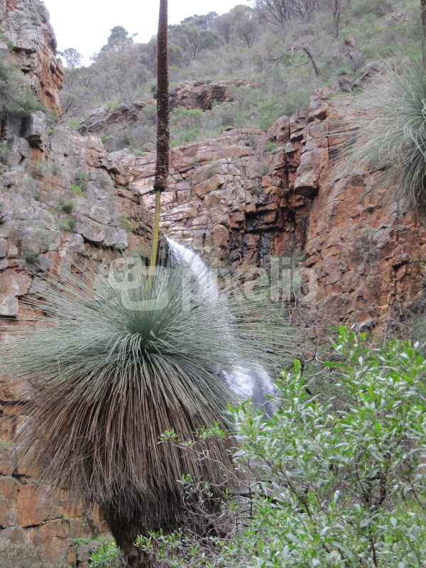 Kangaroo Tail Plant=Känguruschwanzpflanze