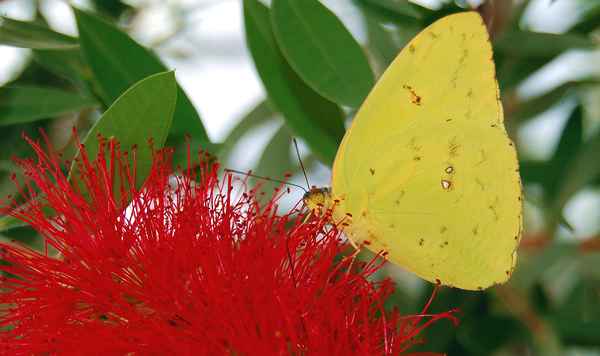 Schmetterling #13