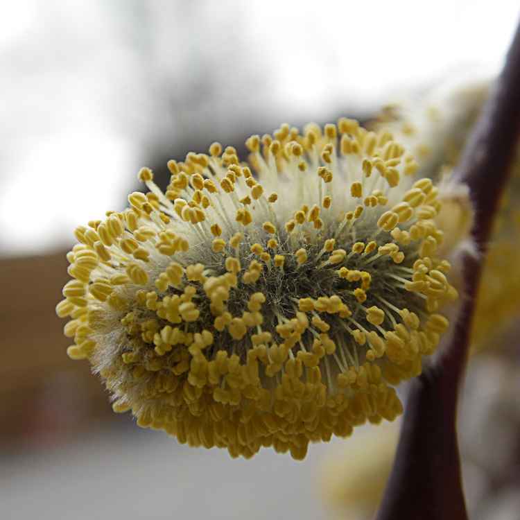 Kätzchenweidenblüte_1
