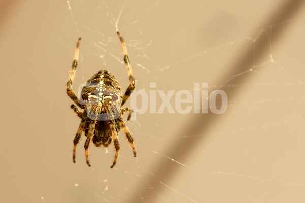 Kreuspinne im Netz