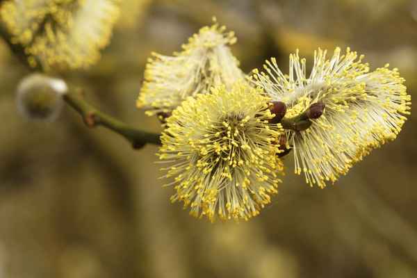 Weidekätzchen 1