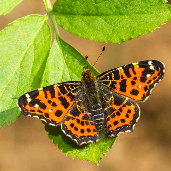 Landkärtchen - 1. Generation (1)