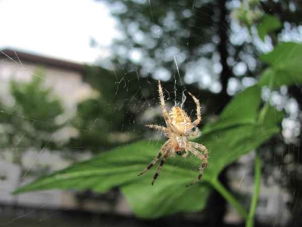 Unser Balkonmonster