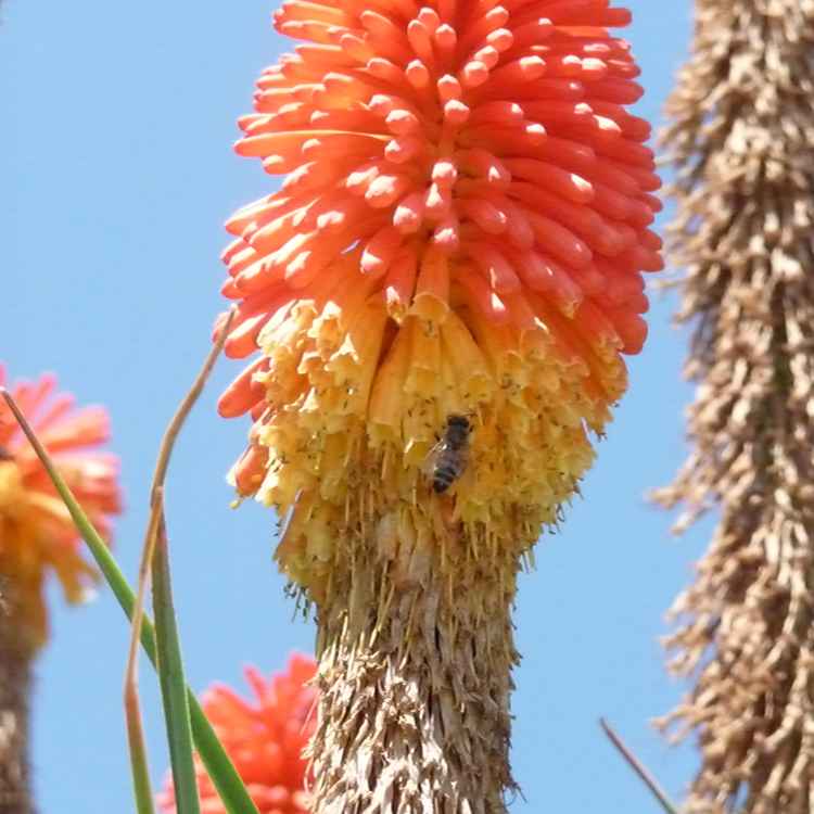 Blumen in Volpaia II