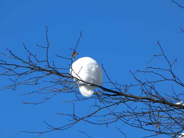 Schneekugel auf Ast