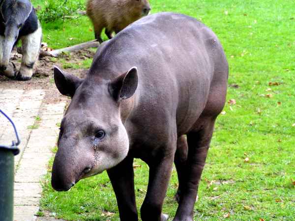Tapir 2