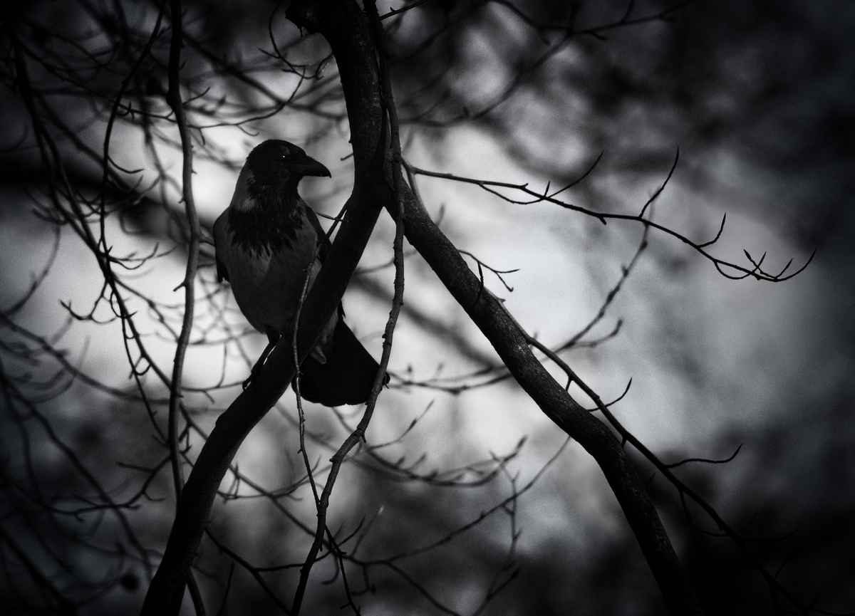 Hitchcock lässt grüßen...