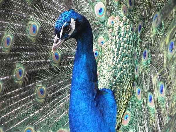 Pfau im Tierpark Potzberg 3