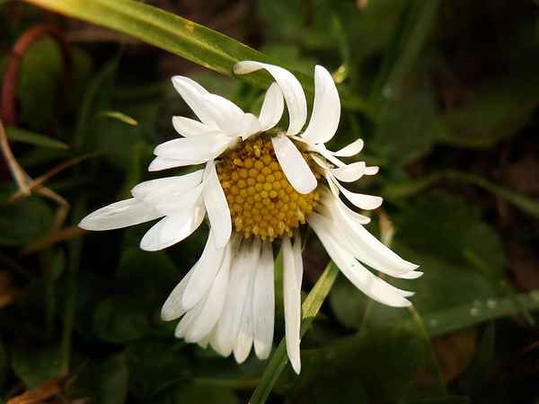 "Gänseblümchen im Januar!"