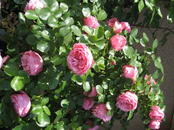 Rosa Rosen