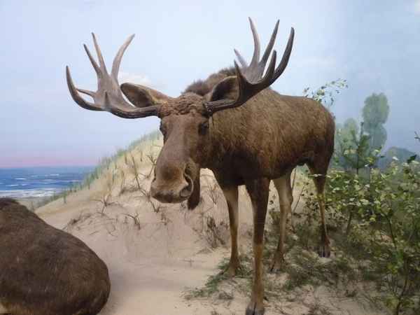 Glaub' es, oder nicht!