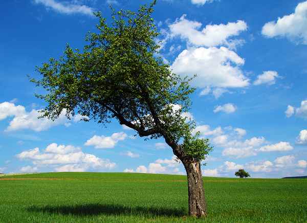 Alter Apfelbaum