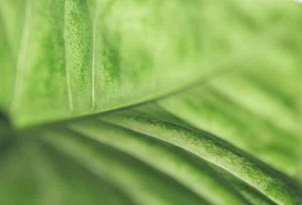 Grüne Welle der Natur