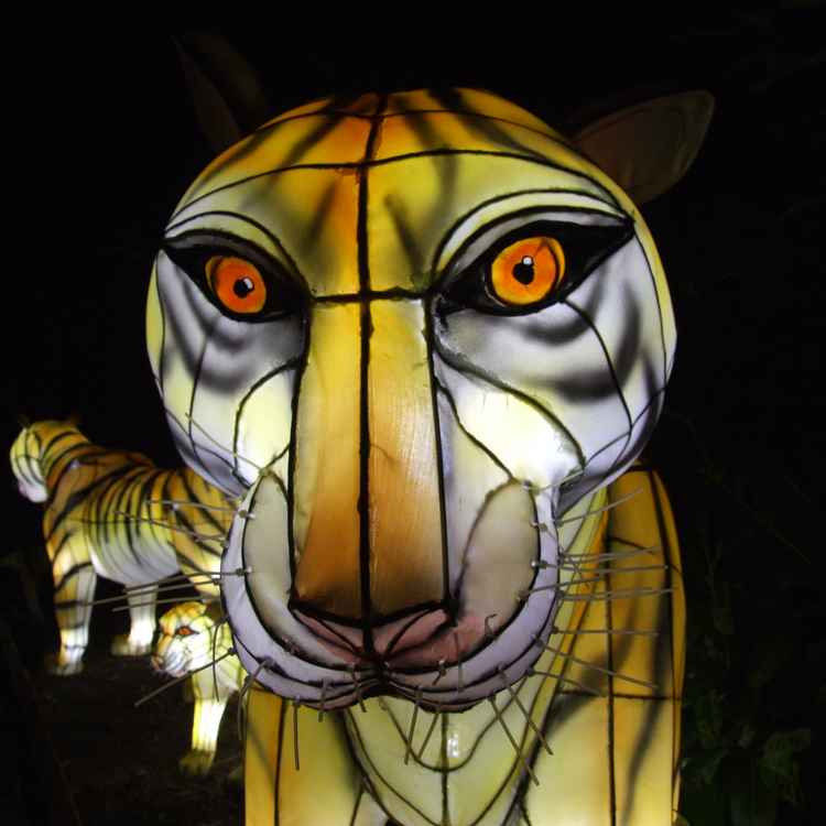 Tiger at night