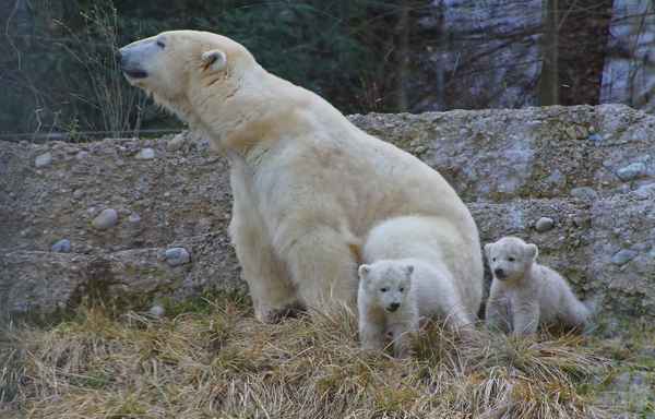 Bäriger Nachwuchs 02
