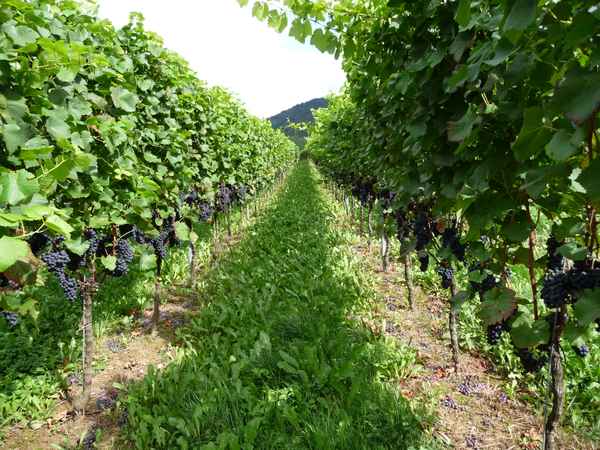 Badisches Rebland - Weinberg