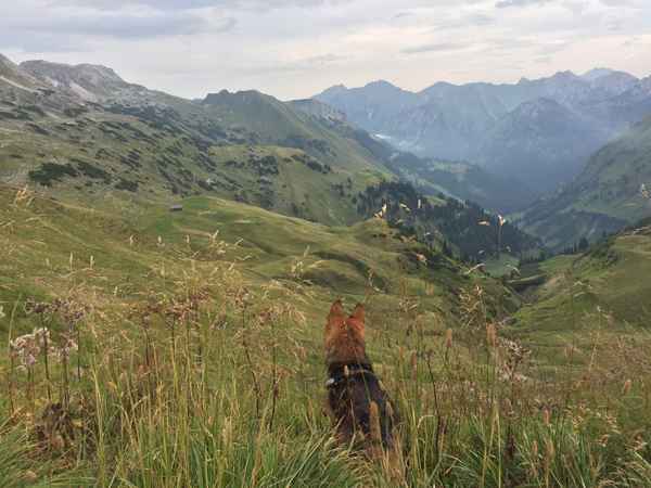 Hund Jolly genießt die Aussicht
