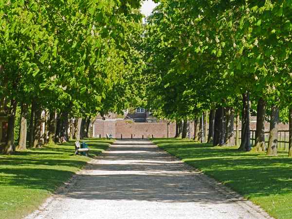 Kastanienallee in Blüte