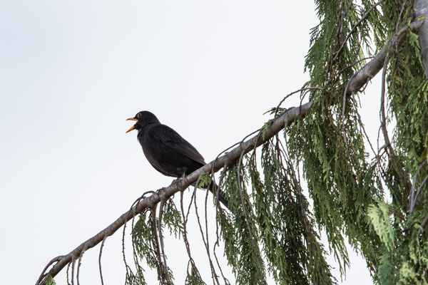 Das ist mein Revier!!!