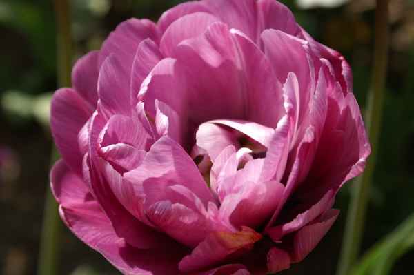 Ein Blumen Gruß aus Norwegen