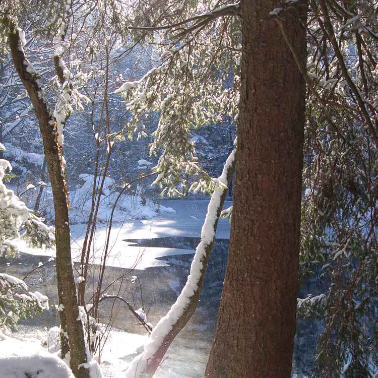 verschneiter Wald mit Teich