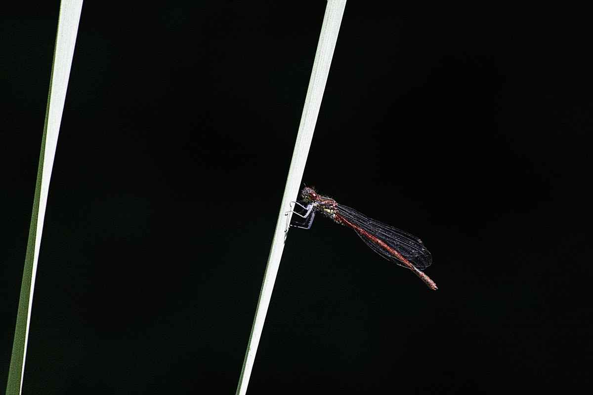 Libelle 2nd
