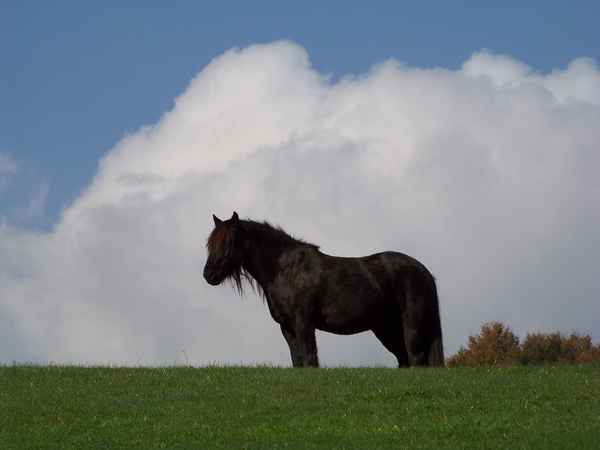 Da fehlt nur noch der Indianer drauf!